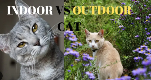 Indoor vs. Outdoor Cats