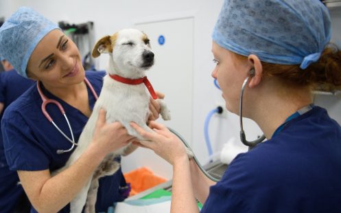 Annual Physical Examinations of cat