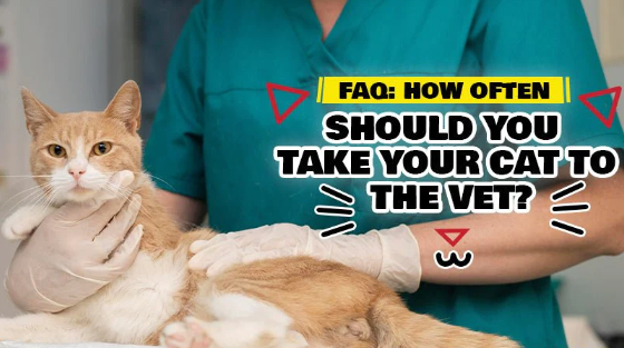 How Often Should You Take Your Cat to the Vet?