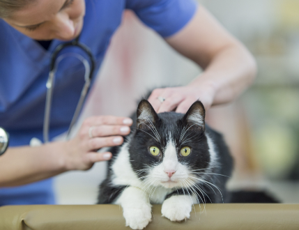 Checkup of Adult Cat