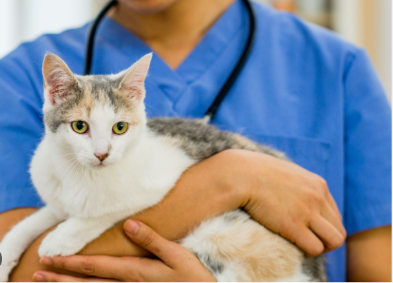 How Often Should You Take Your Cat to the Vet?