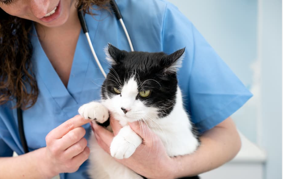 Doctor care the cat