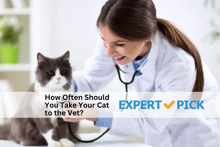 How Often Should You Take Your Cat to the Vet?