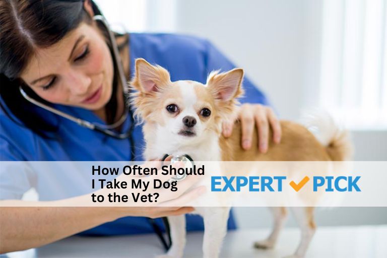 How Often Should I Take My Dog to the Vet?