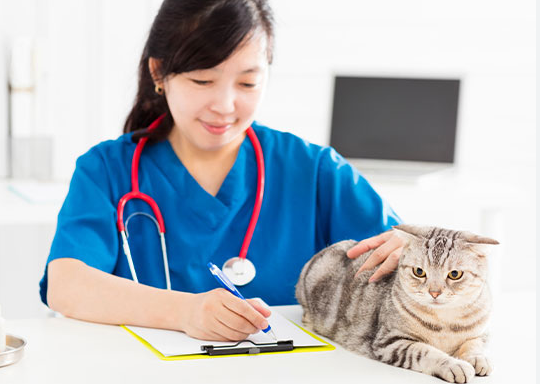 Doctor prescription for cat