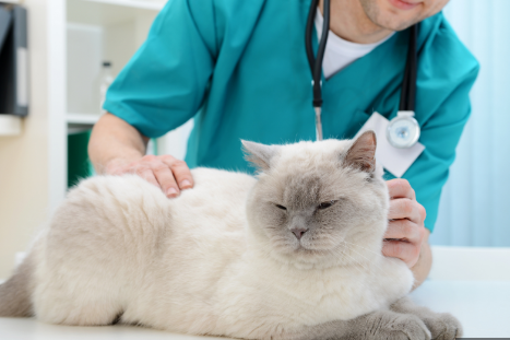 Checkup of senior Cat