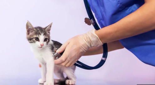 Young Kitten checkup