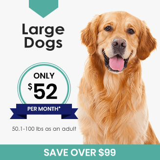 Best Wellness Plan for Your Dog