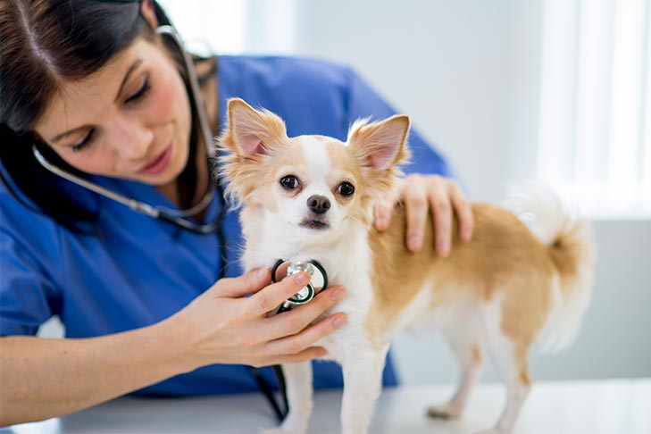 doctor checkup dog