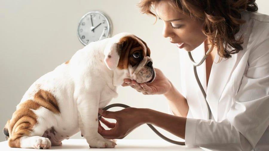 Checkup of Pregnant Dog