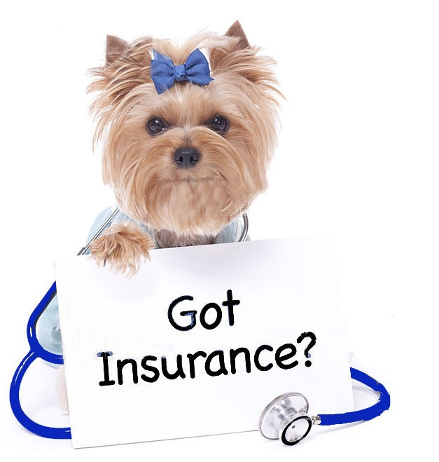 Dog insurance