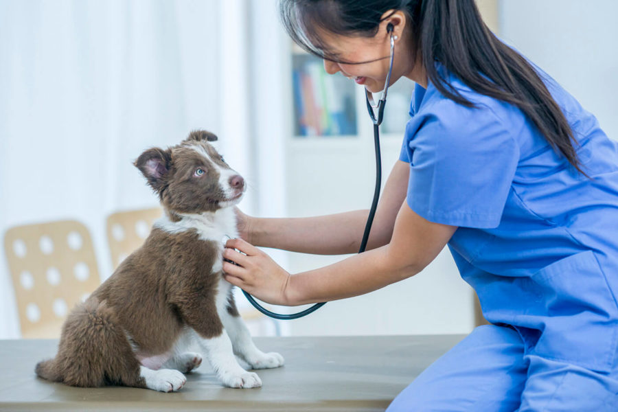 Dog to the Vet