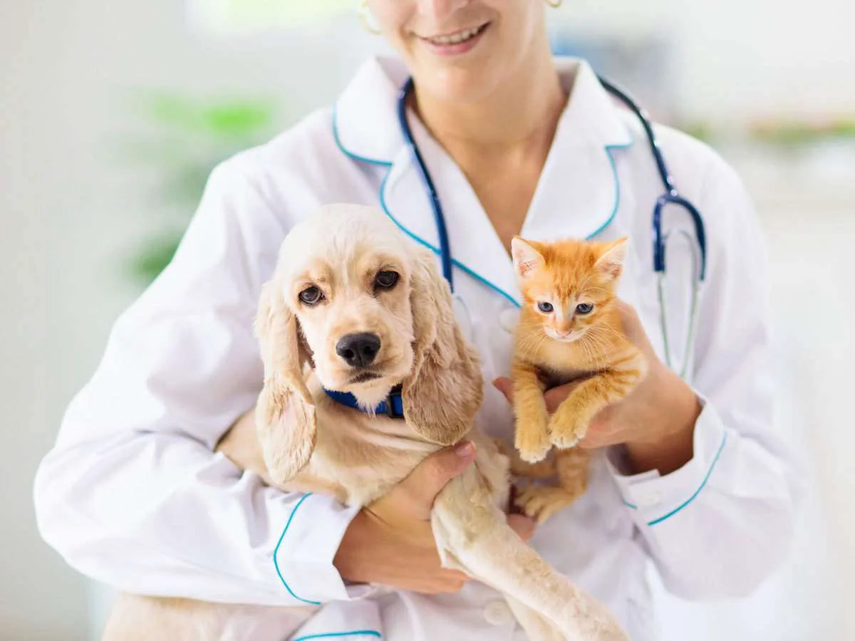 Doctor hold cat and dog