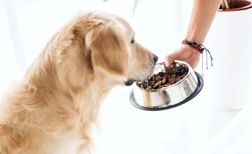 dog food