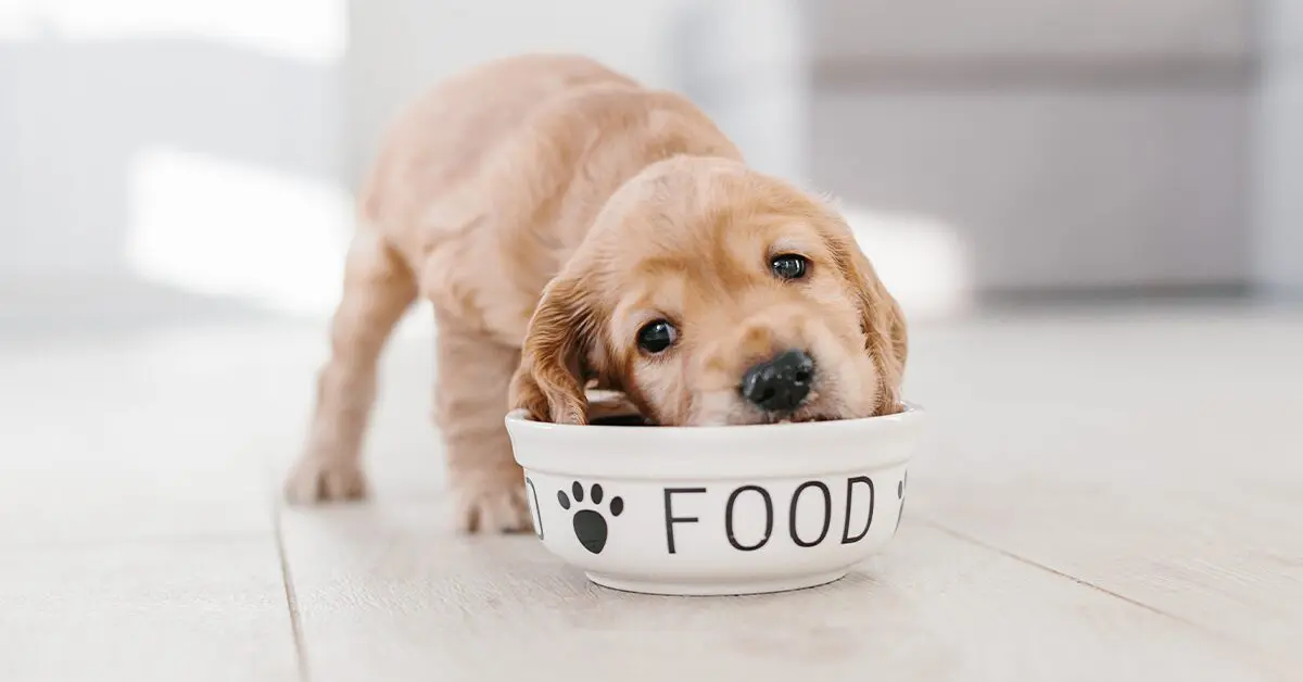  Best Puppy Food 
