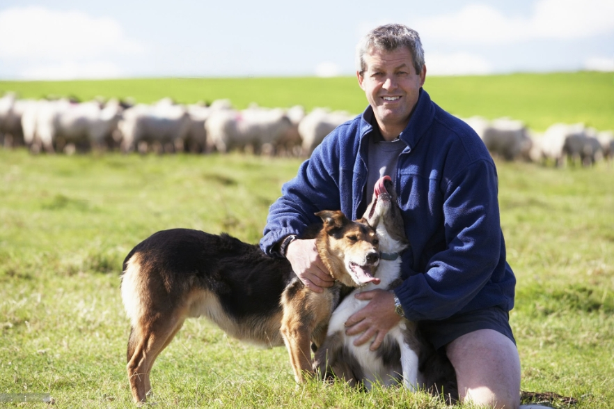 farmer's-dog-food-review