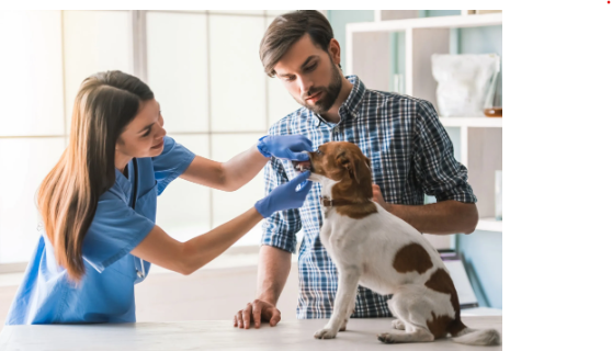 How Often Should I Take My Dog to the Vet?