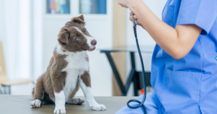 care Puppy to the Vet