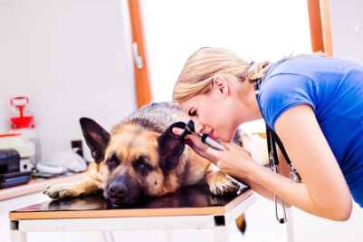 How Often Should I Take My Dog to the Vet?