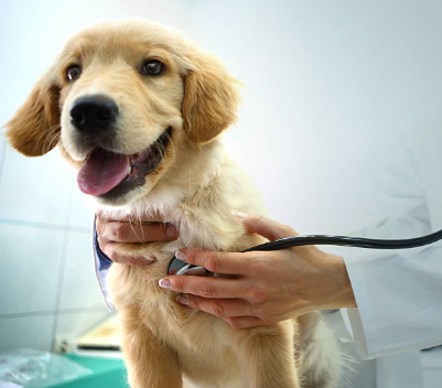 Emergency Situations in Dogs