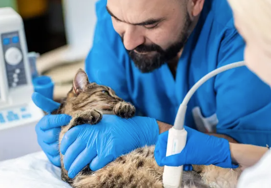 Health Concerns in Cats