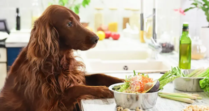 Dog Food