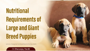 Nutritional Requirements of Large and Giant Breed Puppies